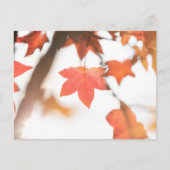 Carte Postale Photo de la nature de la feuille d'automne (Devant)