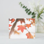 Carte Postale Photo de la nature de la feuille d'automne (Debout devant)