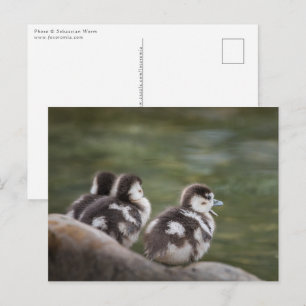 Carte Postale Photo de la nature de poussins d'oies égyptiennes