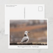 Carte Postale Photo de la nature de Young Seagull (Devant / Derrière)