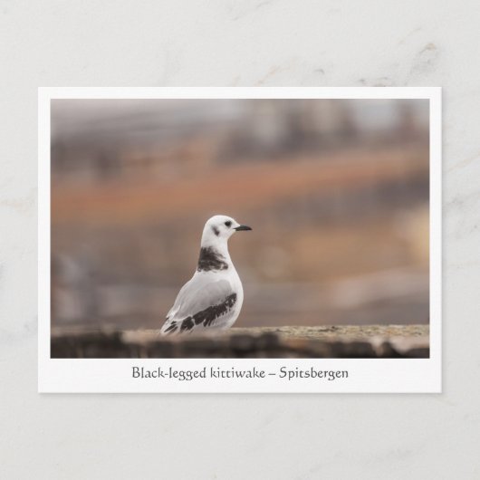 Carte Postale Photo de la nature de Young Seagull (Devant)
