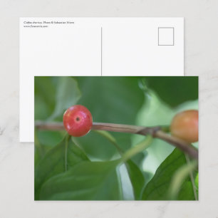 Carte Postale Photo de la nature des cerises de café