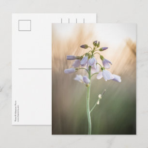 Carte Postale Photo de la nature des fleurs
