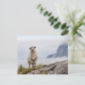 Carte Postale Photo de la nature des moutons (Debout devant)