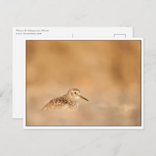 Carte Postale Photo de la nature des oiseaux de Sandpiper