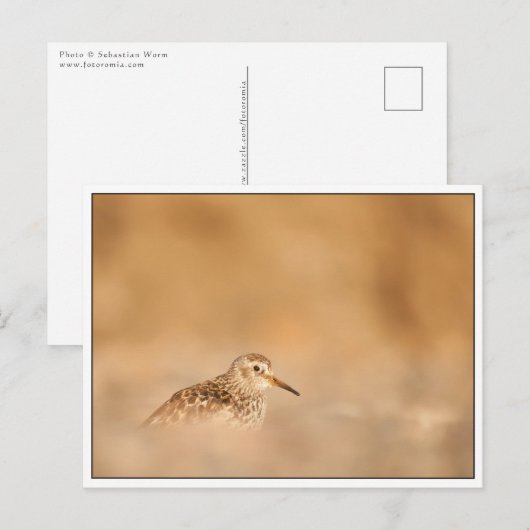Carte Postale Photo de la nature des oiseaux de Sandpiper (Devant / Derrière)