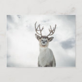 Carte Postale Photo de la nature des rennes (Devant)