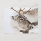 Carte Postale Photo de la nature des rennes (Devant)