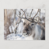 Carte Postale Photo de la nature des rennes (Devant)