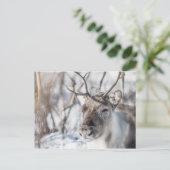 Carte Postale Photo de la nature des rennes (Debout devant)