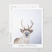 Carte Postale Photo de la nature des rennes (Devant / Derrière)