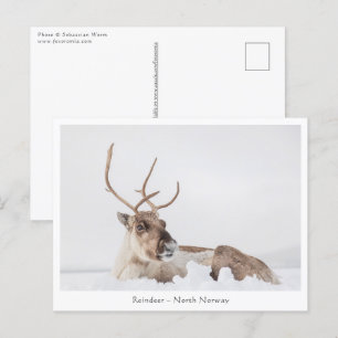 Carte Postale Photo de la nature des rennes