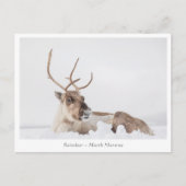 Carte Postale Photo de la nature des rennes (Devant)