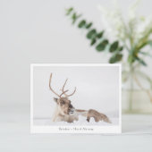 Carte Postale Photo de la nature des rennes (Debout devant)