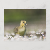 Carte Postale Photo de la nature du mignon poussette (Devant)