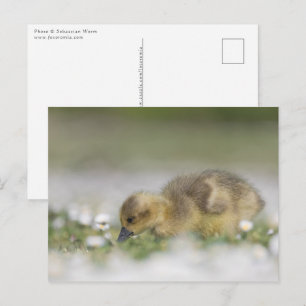 Carte Postale Photo de la nature d'un adorable oison