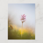 Carte Postale Photo de la nature orchidée (Devant)