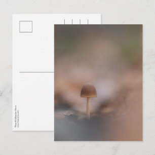 Carte postale photo de la nature Petit champignon