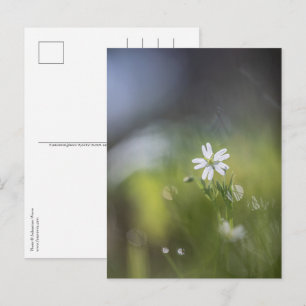 Carte Postale Photo de la nature plante