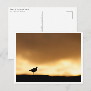 Carte Postale Photo de la nature Redshank