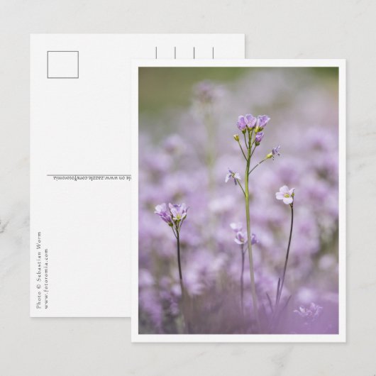 Carte Postale Photo de la nature Smock de Lady (Devant / Derrière)