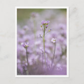 Carte Postale Photo de la nature Smock de Lady (Devant)