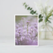 Carte Postale Photo de la nature Smock de Lady (Debout devant)