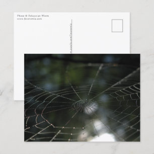Carte Postale Photo de la nature Web de Spider