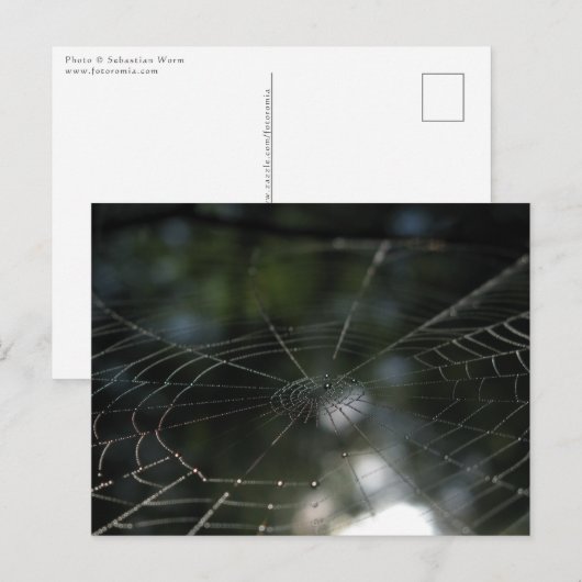 Carte Postale Photo de la nature Web de Spider (Devant / Derrière)