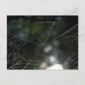 Carte Postale Photo de la nature Web de Spider (Devant)