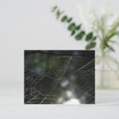 Carte Postale Photo de la nature Web de Spider (Debout devant)