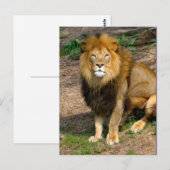 Carte Postale Photo de la séance du lion africain de la faune (Devant / Derrière)