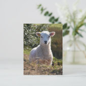 Carte postale photo de l'agneau mou (Debout devant)