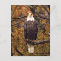 Carte postale photo de l'aigle d'automne