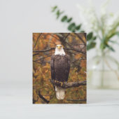 Carte postale photo de l'aigle d'automne (Debout devant)