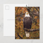 Carte postale photo de l'aigle d'automne (Devant / Derrière)
