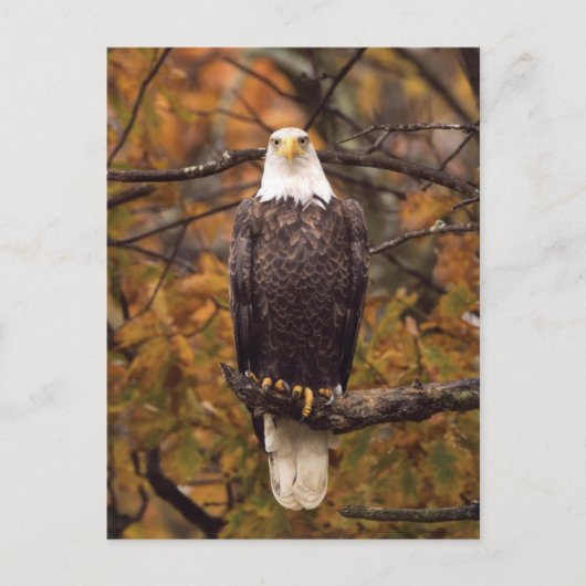 Carte postale photo de l'aigle d'automne (Devant)