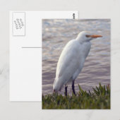 Carte postale Photo de l'Aiguille du bétail (Devant / Derrière)