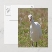 Carte postale Photo de l'Aiguille du bétail (Devant / Derrière)