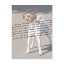 Photo de l'animal de compagnie ✨ Personnalisé ador