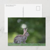 Carte Postale Photo de lapin (Devant / Derrière)