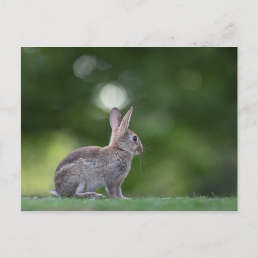 Carte Postale Photo de lapin (Devant)