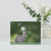 Carte Postale Photo de lapin (Debout devant)