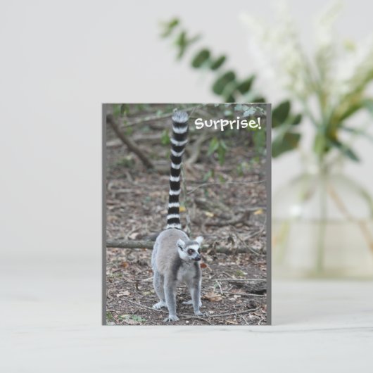 Carte Postale Photo de Lemur à anneau mignon (Debout devant)
