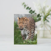 Carte Postale Photo de léopard (Debout devant)