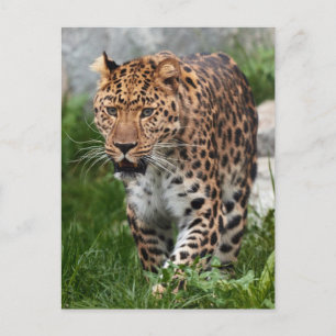 Carte Postale Photo de léopard
