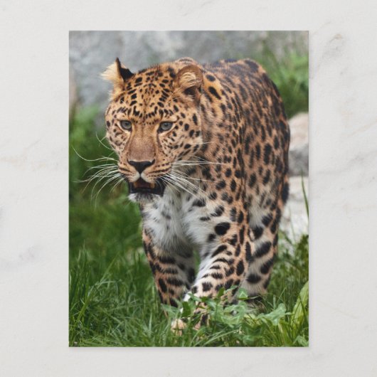 Carte Postale Photo de léopard (Devant)