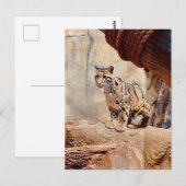Carte Postale photo de léopard nuageux nature faune exotique (Devant / Derrière)