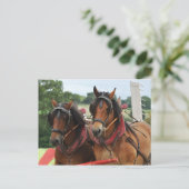 Carte Postale Photo de l'équipe de chevaux de moisson (Debout devant)