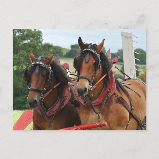 Carte Postale Photo de l'équipe de chevaux de moisson (Devant)